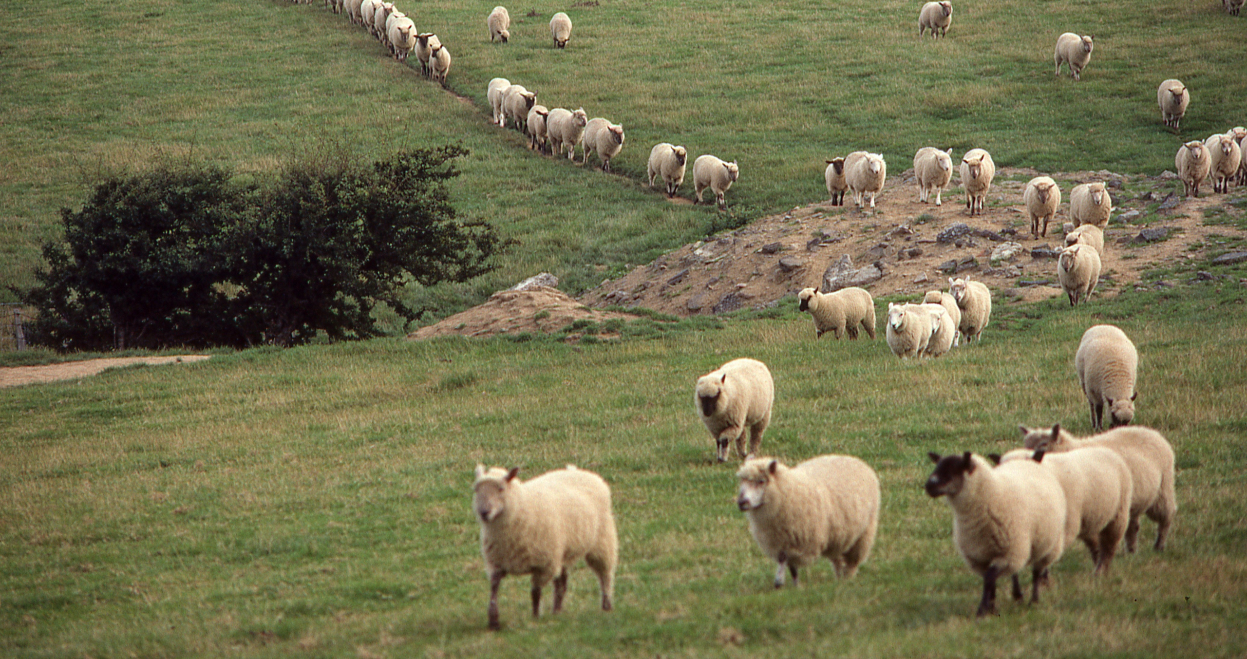 The Scapegoat Theory: Blame Someone for Maintaining Social Order